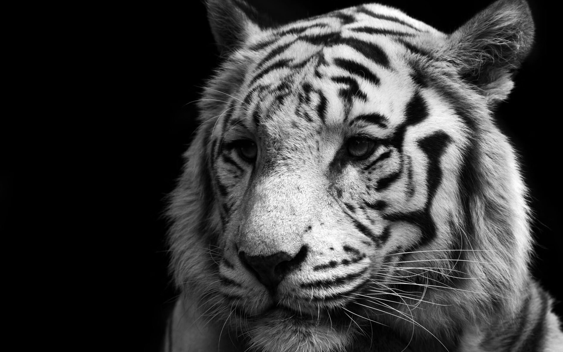 方程式与表演,当技术执念遭遇赛道燃情