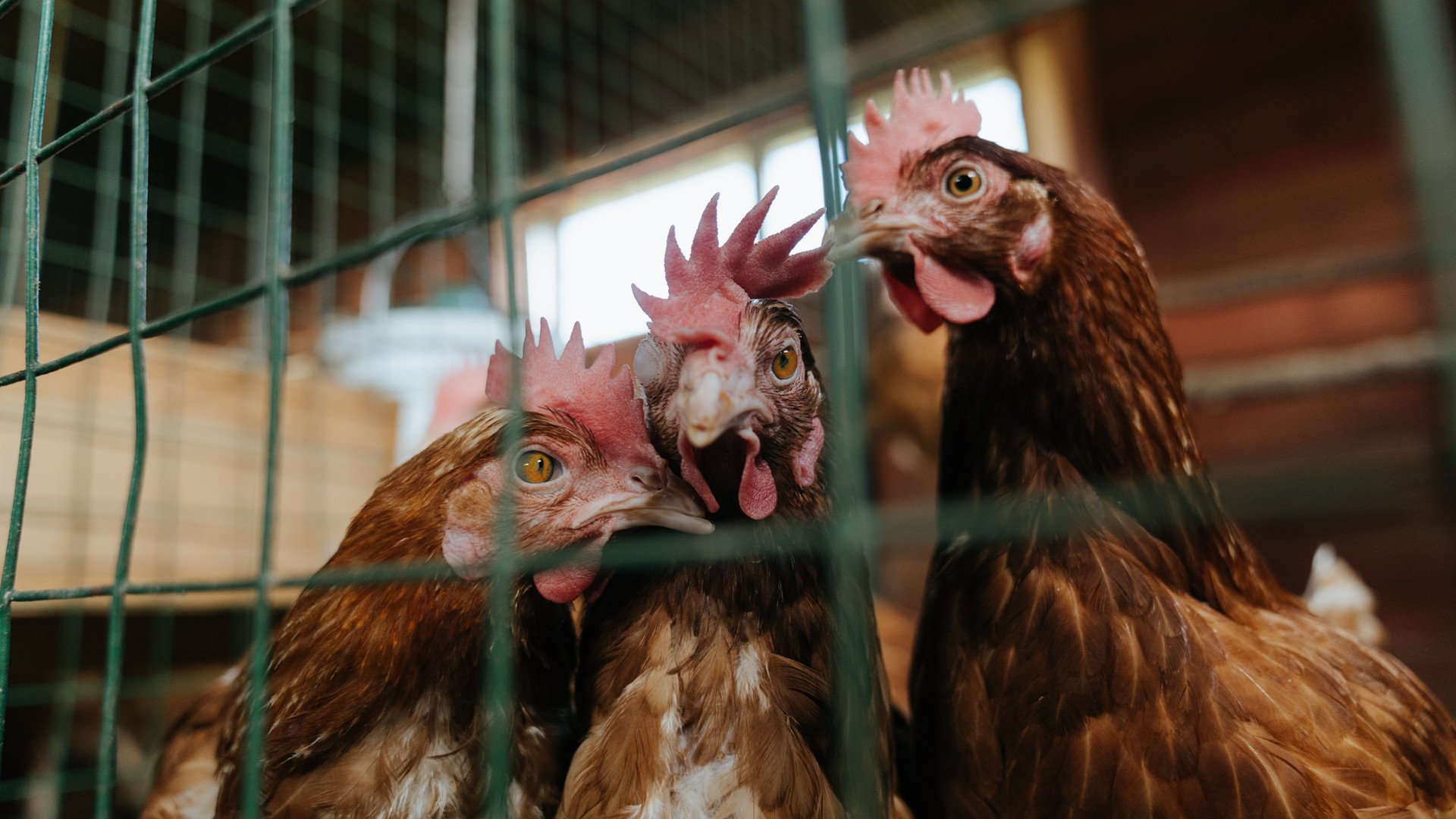 风暴眼中,足球的东方日出与红色复苏,当曼联掀翻尼日利亚铁壁,三笘薰正刷新英超的亚洲天际线