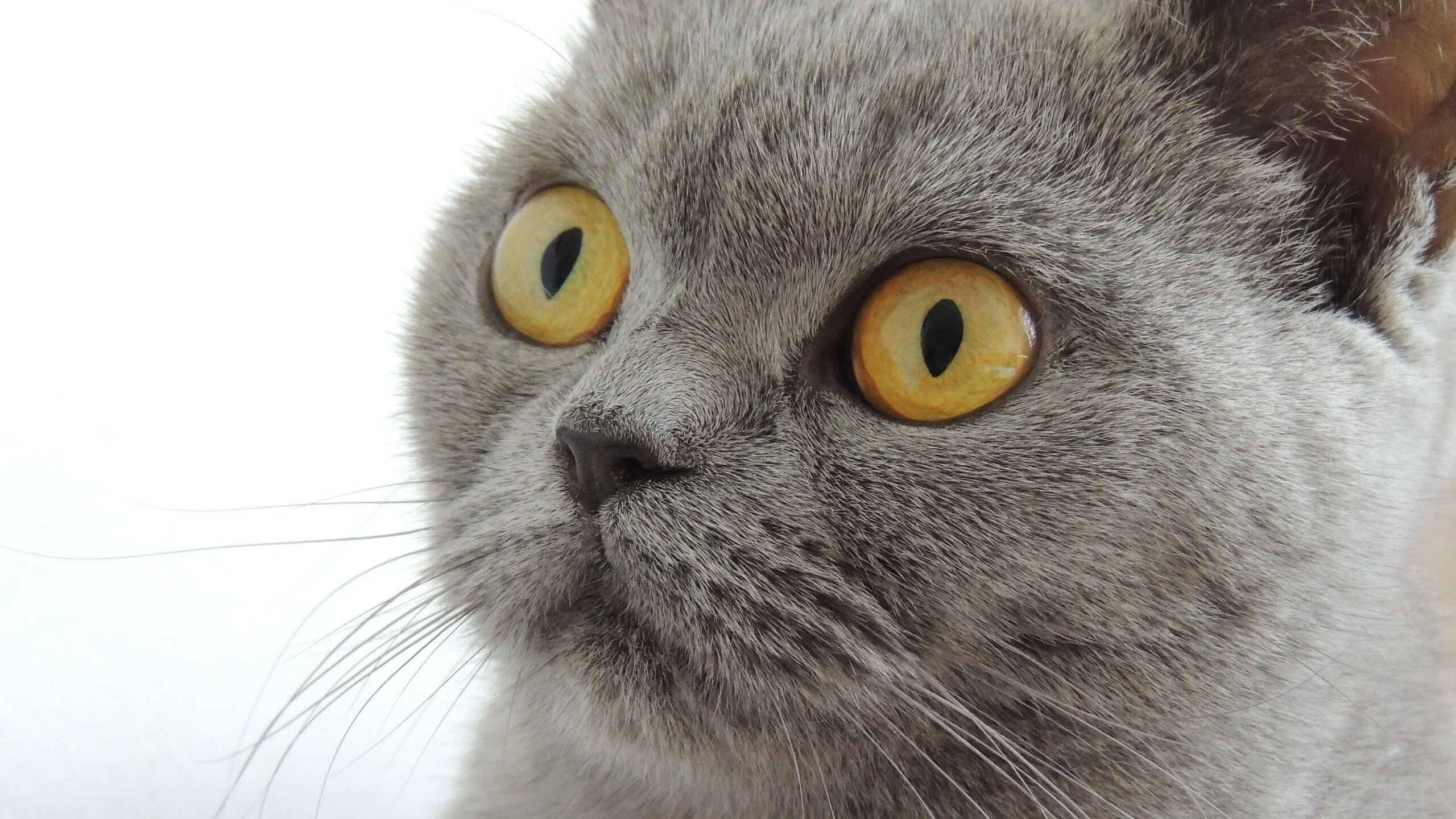 瑞典节奏引领亚特兰大蜕变，罗德里戈关键时刻定乾坤