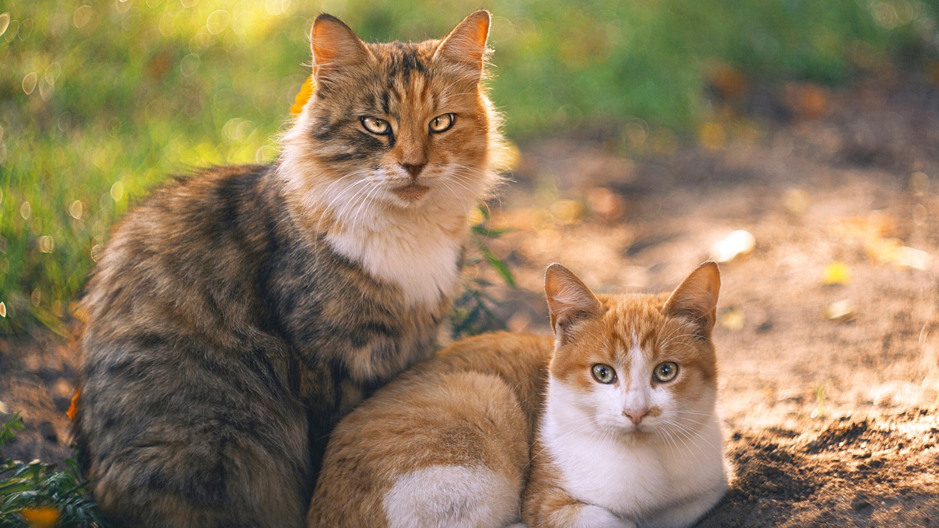 神兵天降!阿尔瓦雷斯两射一传主宰国家德比,厄瓜多尔3-0轻取秘鲁