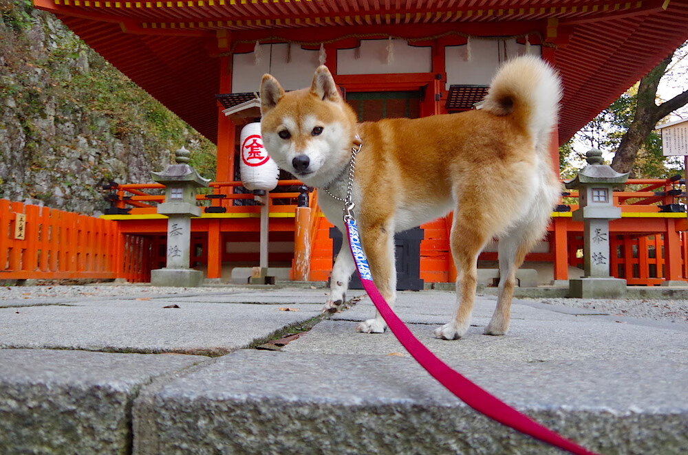 红色战神单骑叩关,当哈登在猛龙主场打碎天花板