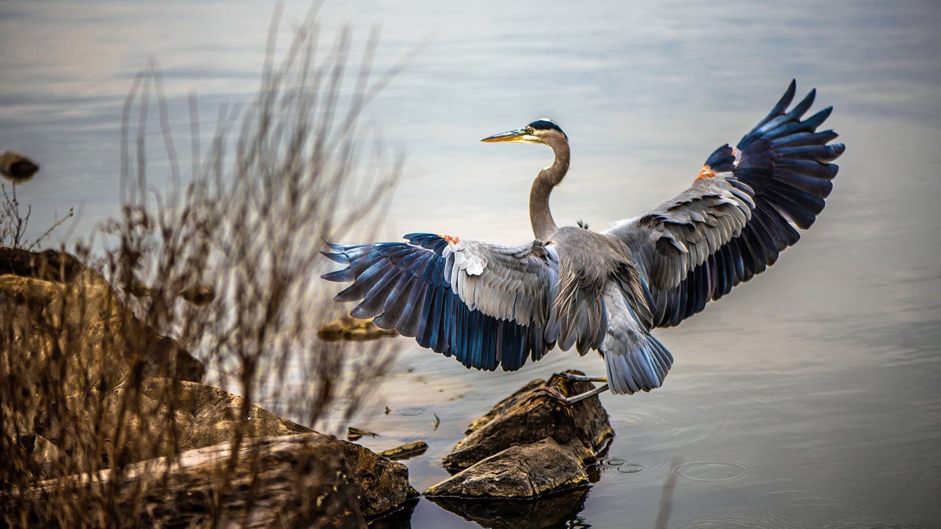 跨界奇迹之夜,字母哥德甲争冠战一球定乾坤