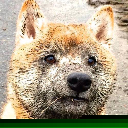 阿什拉夫单节爆发引领丹麦攻势,里昂防线遭闪电击溃