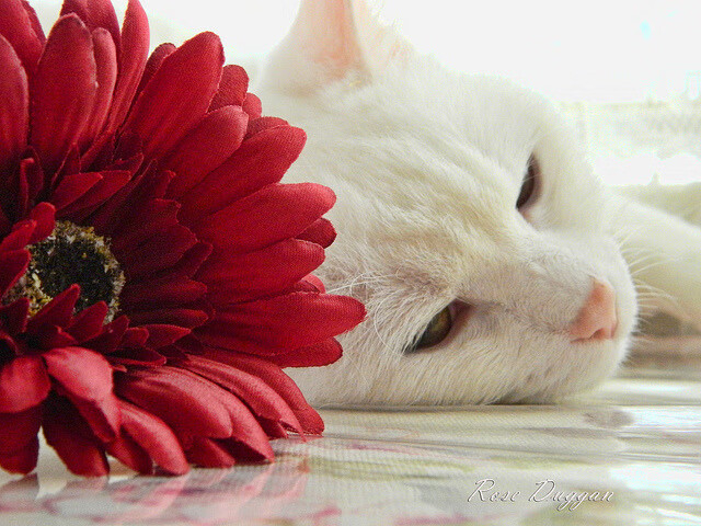 绿茵关键节点与地缘棋局,从莱万的制胜一击到那不勒斯的战略碾压