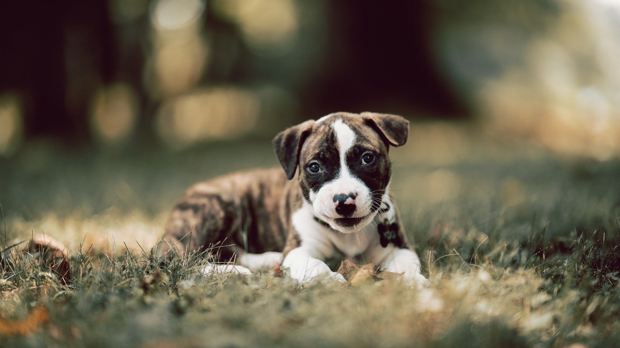 史诗对决,克罗地亚绝境翻盘!格纳布里一锤定音决胜局