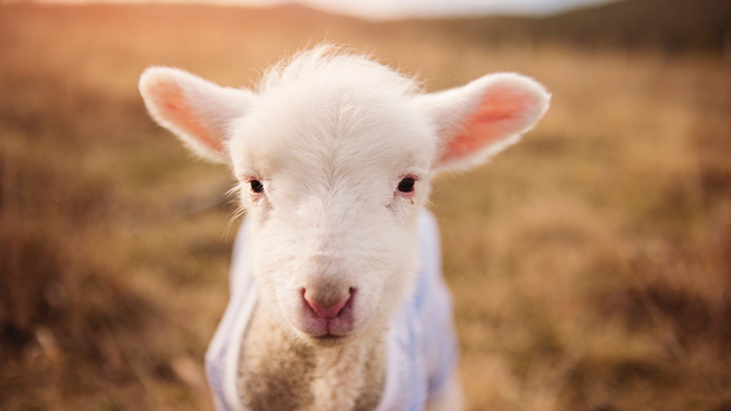 足球世界的东方与西方，当孙兴慜的星光遇上莱比锡的逆袭与伊朗的坚韧