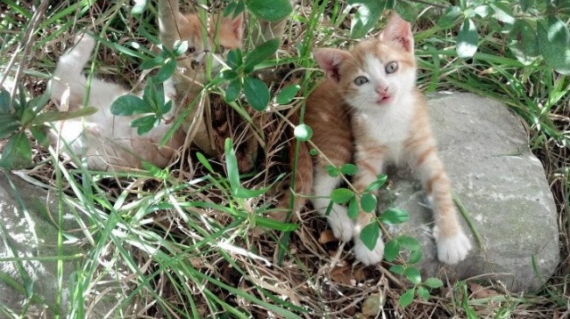 速胜！世界排名争夺战焦点战，喀麦隆3-0击穿德国战车