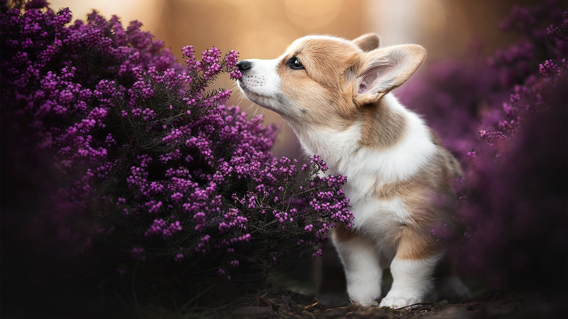 巨星的舞台与团队的答卷,米切尔的闪耀与猛龙的制胜哲学