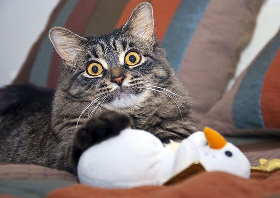 罗马之巅,无名之辈阿尔瓦雷斯的封神之夜