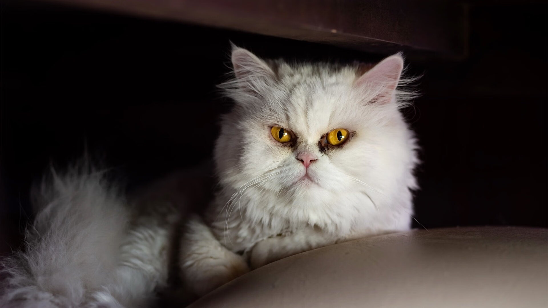 上海队爆冷爵士！爱德华兹成关键先生打破次元壁