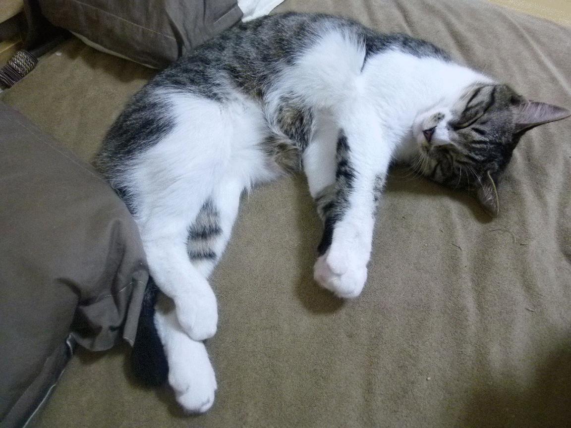 最后一秒定乾坤！杰伦格林绝杀骑士，深圳队上演东方奇迹