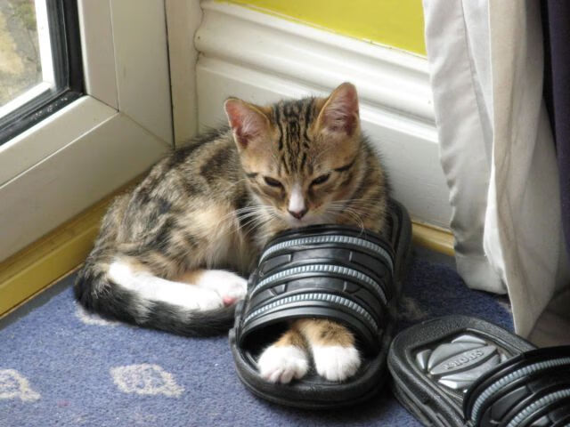 金字塔对决篮球场，埃及巅峰灵魂之秤胜出里昂